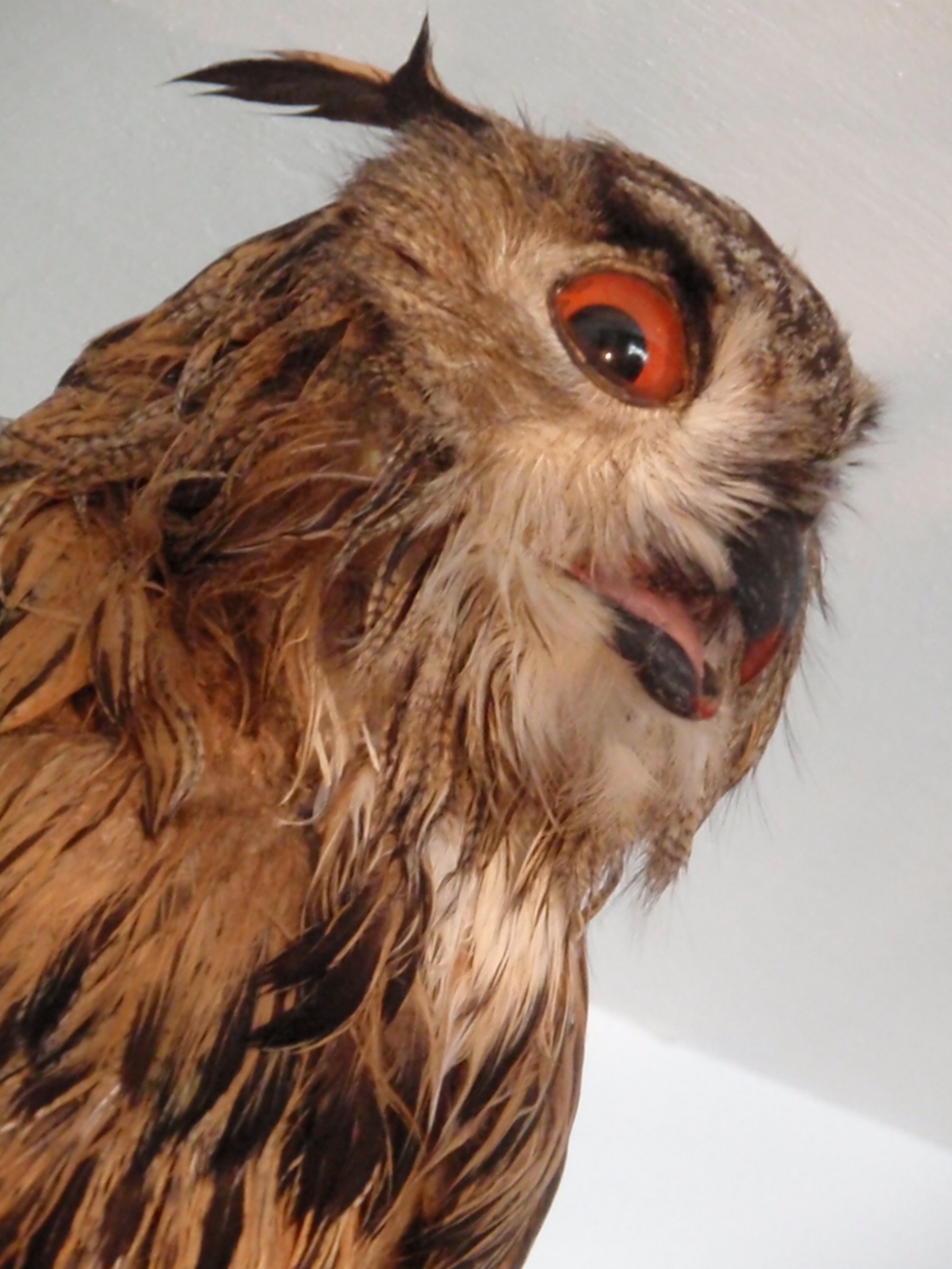 Culdepoule le Tiers Livre écrire, publier, explorer