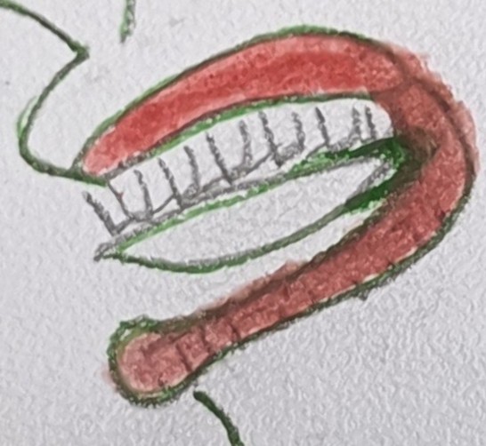 Détail 3 bis - bouche à l'endroit