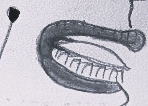 # 9 détail bouche - langue- dents. inversés